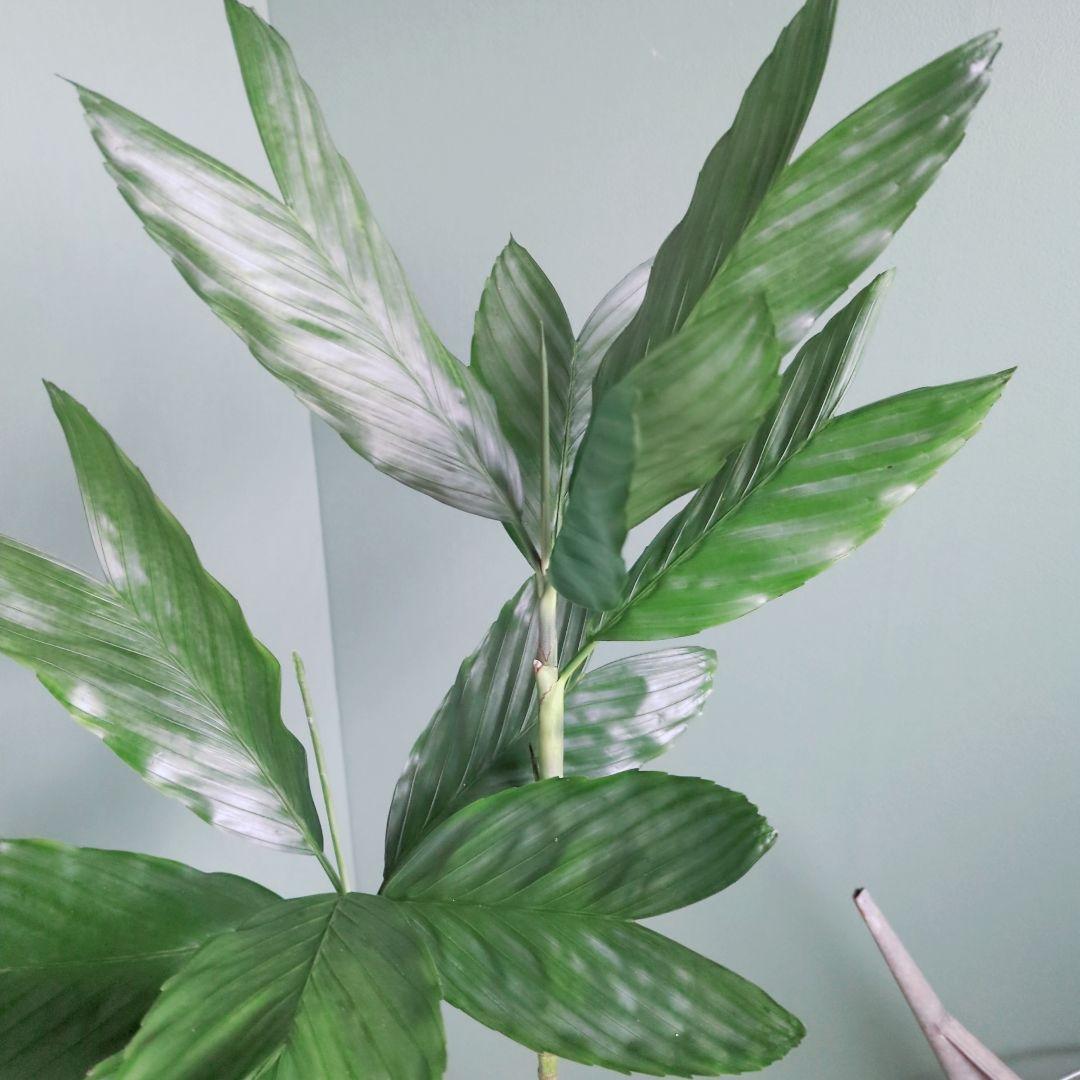 ７号 《現品》希少品種 チャメドレア:テネラ ヤシ科メタリック