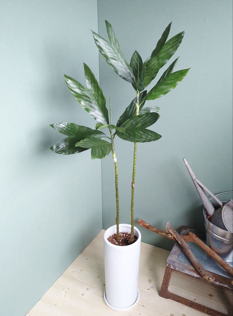 ７号 《現品》希少品種 チャメドレア:テネラ ヤシ科メタリック