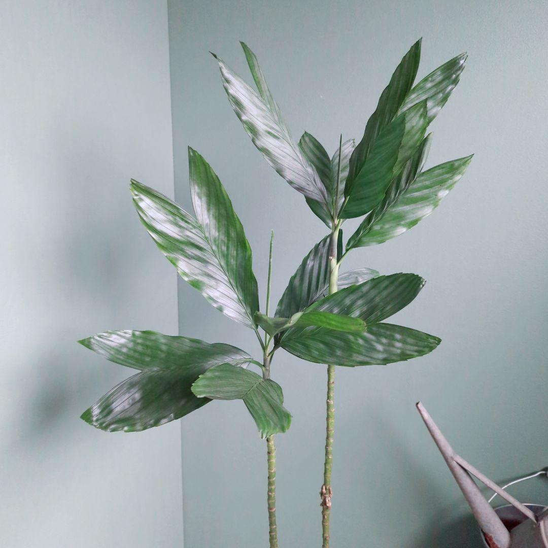 ７号 《現品》希少品種 チャメドレア:テネラ ヤシ科メタリック