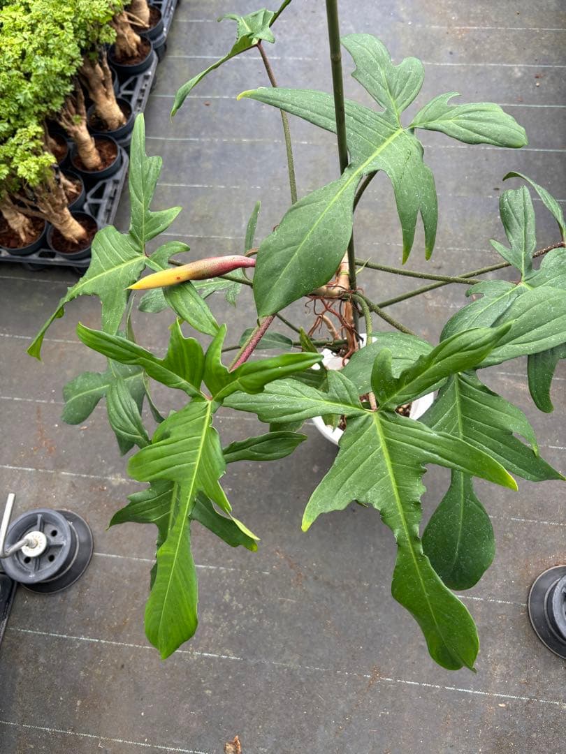 フィロデンドロン フロリダ　7号　110センチ　現品