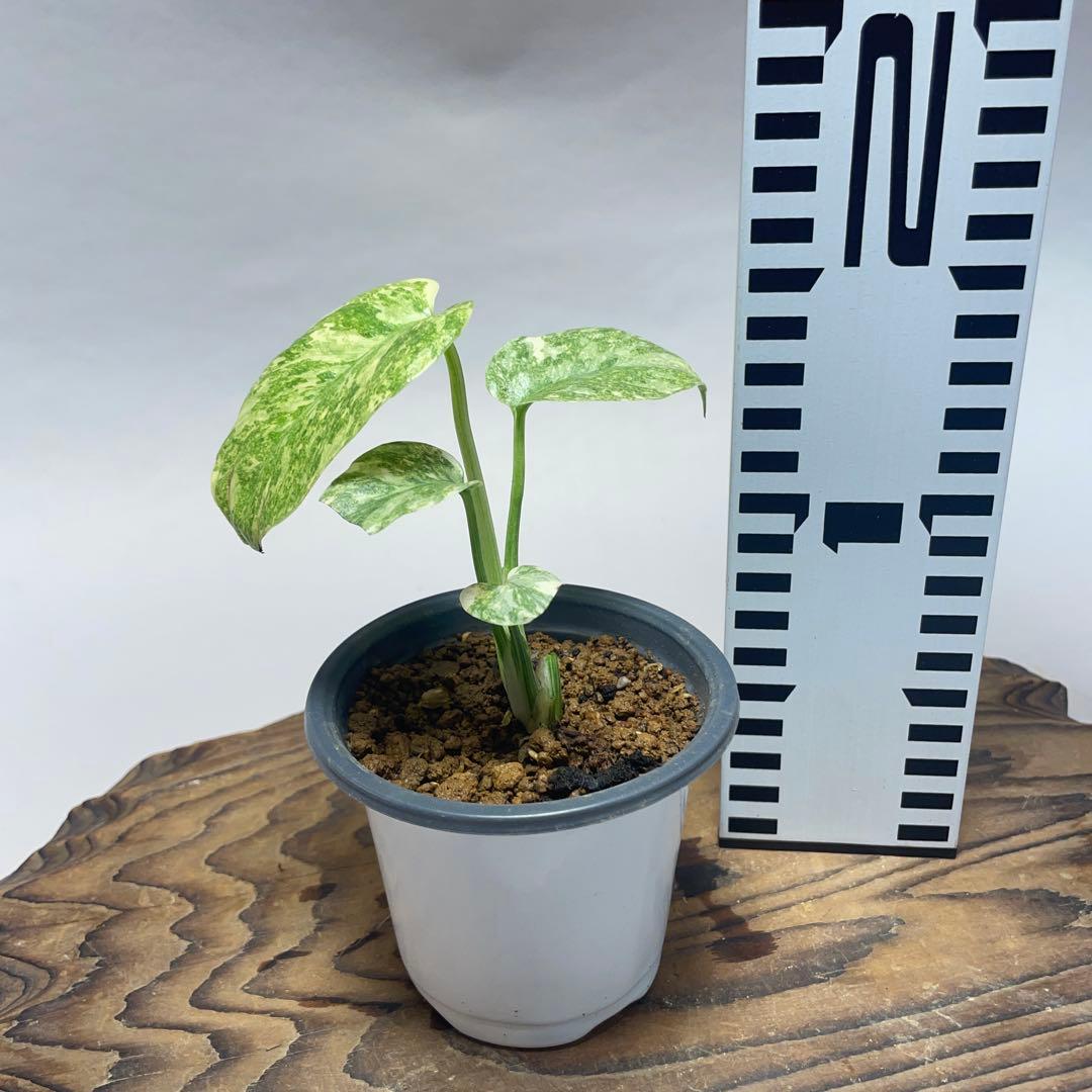 ゆ*様 q12モンステラ デリシオーサ レガシー 斑入り - メルカリ