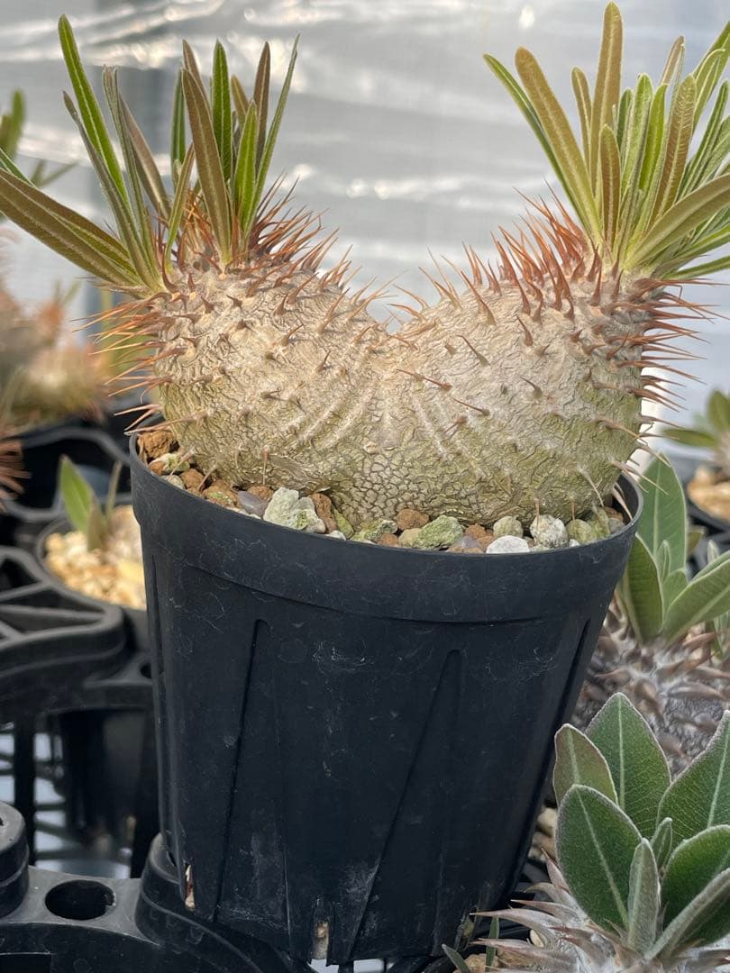 2019 実生　美株　パキポディウム グラキリス　ダブルヘッド　6センチポット