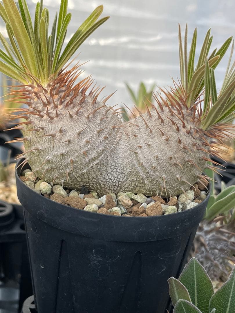 2019 実生　美株　パキポディウム グラキリス　ダブルヘッド　6センチポット