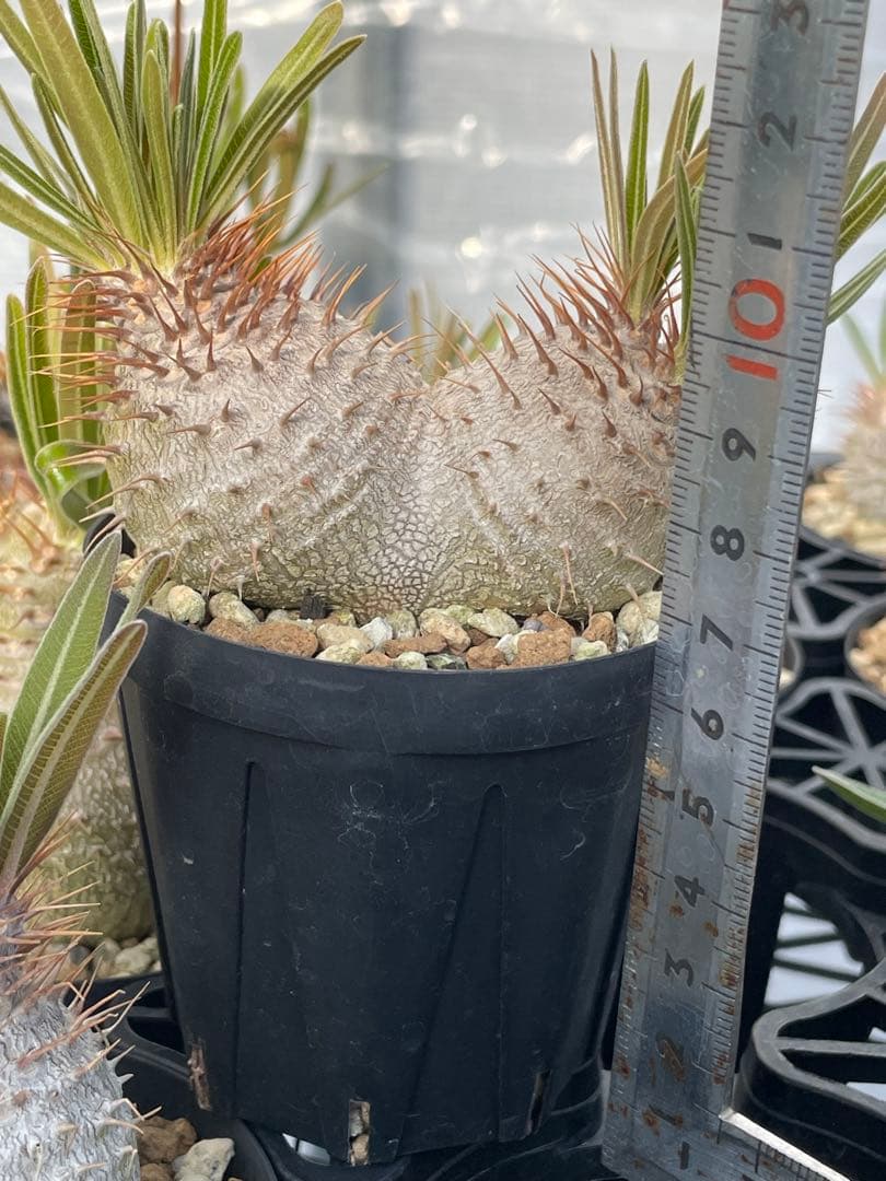 2019 実生　美株　パキポディウム グラキリス　ダブルヘッド　6センチポット