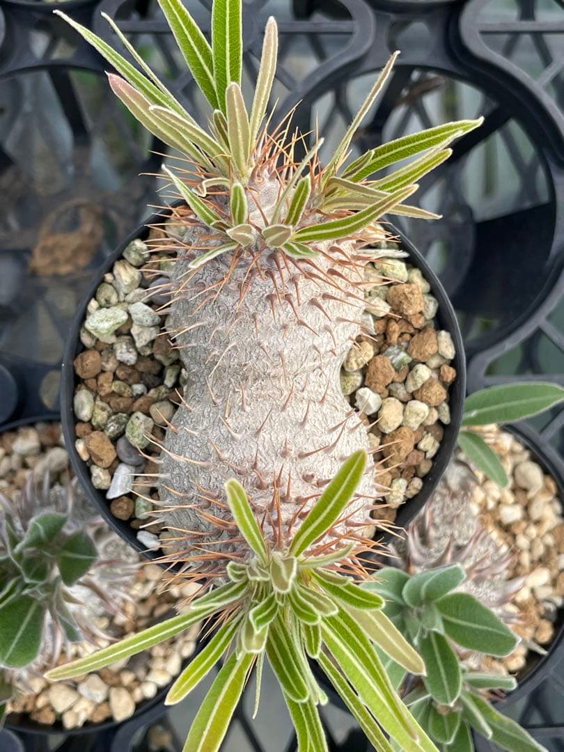 2019 実生　美株　パキポディウム グラキリス　ダブルヘッド　6センチポット