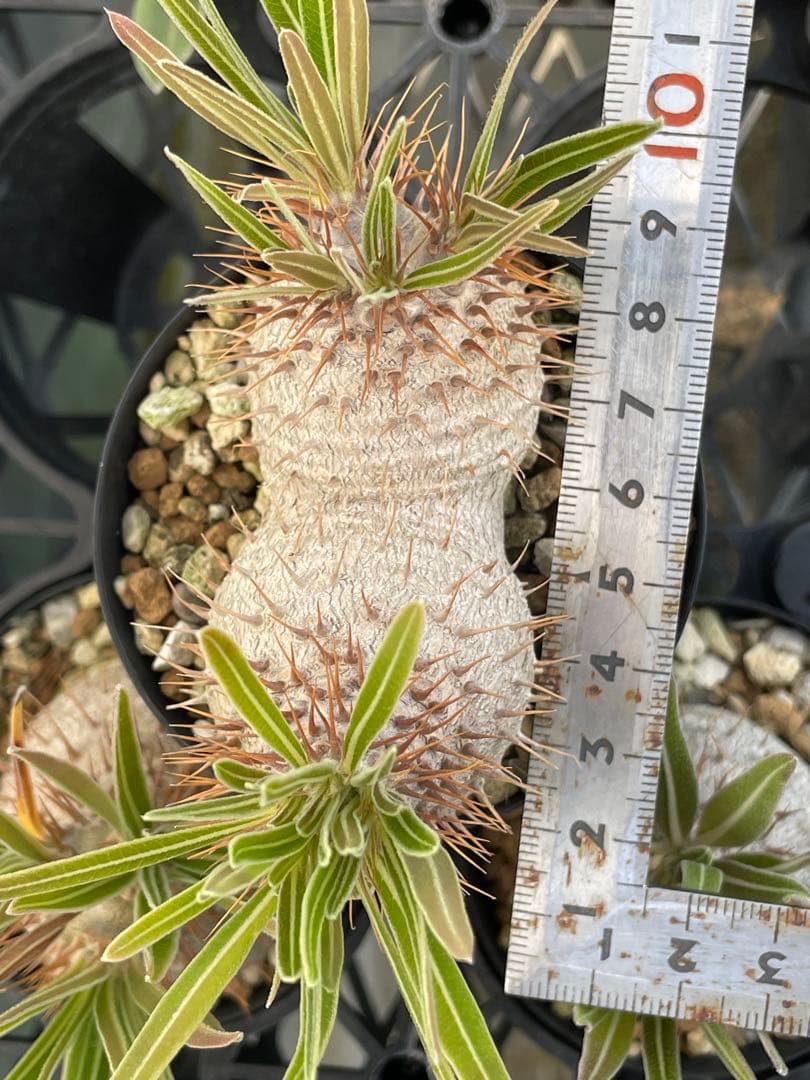 2019 実生　美株　パキポディウム グラキリス　ダブルヘッド　6センチポット