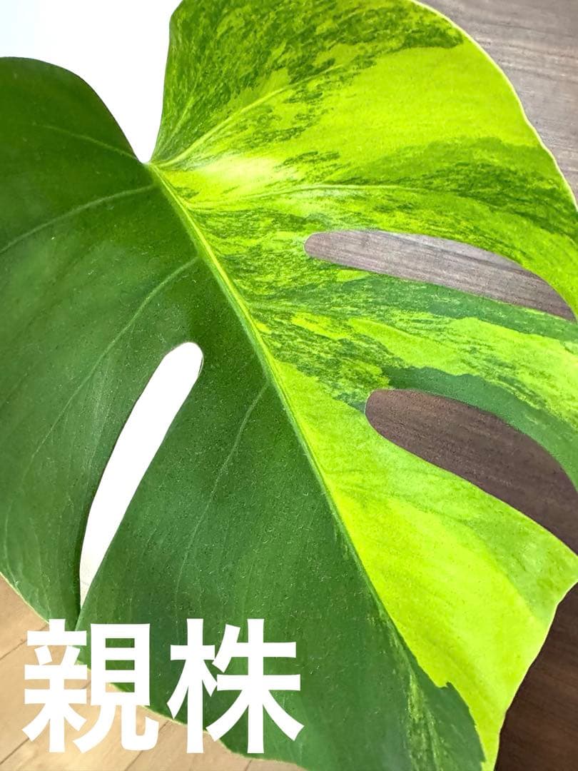 超希少】モンステラ デリシオーサ イエローマリリン 極上茎 木質化 発