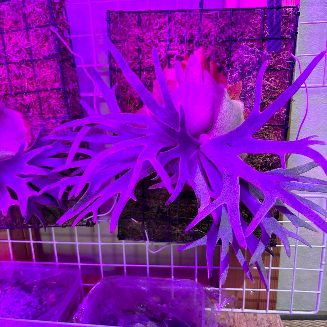 ビカクシダ jade girl spore