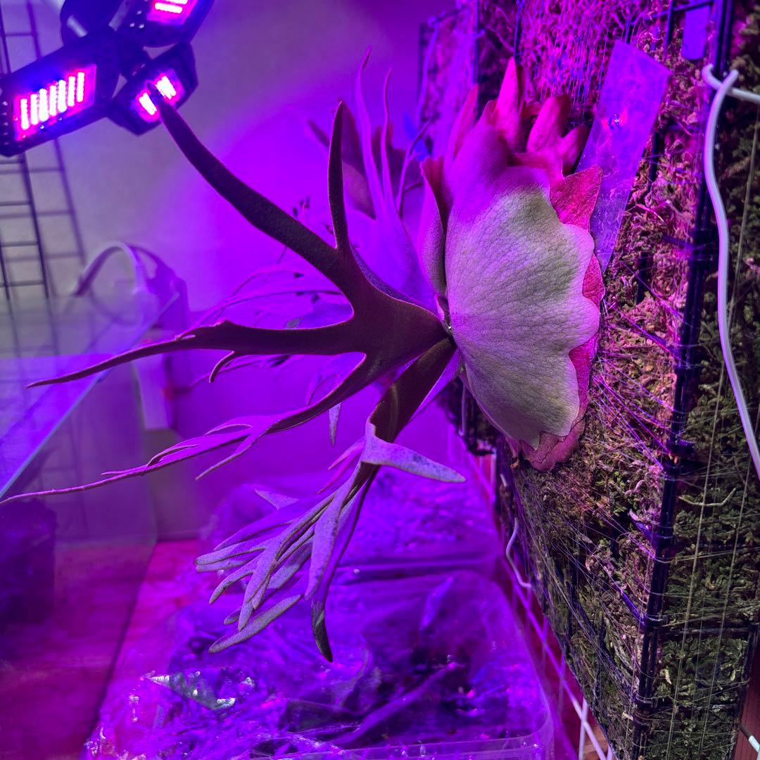 ビカクシダ jade girl spore