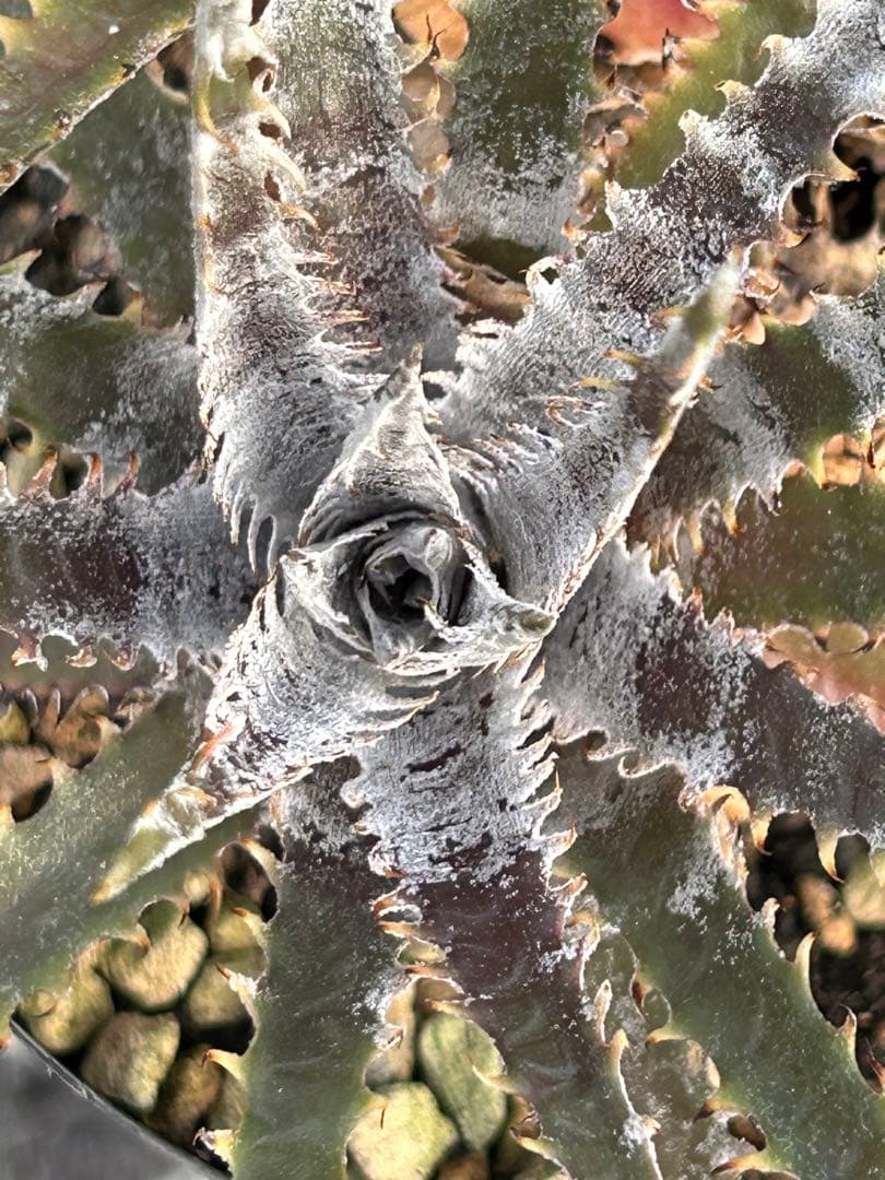 ディッキア Dyckia 'Brittle Star' F3 D043 ⑴
