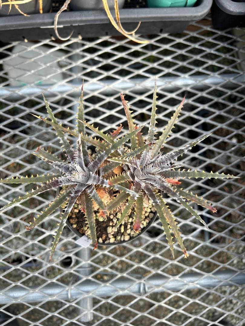 ディッキア Dyckia 'Brittle Star' F3 D043 ⑴