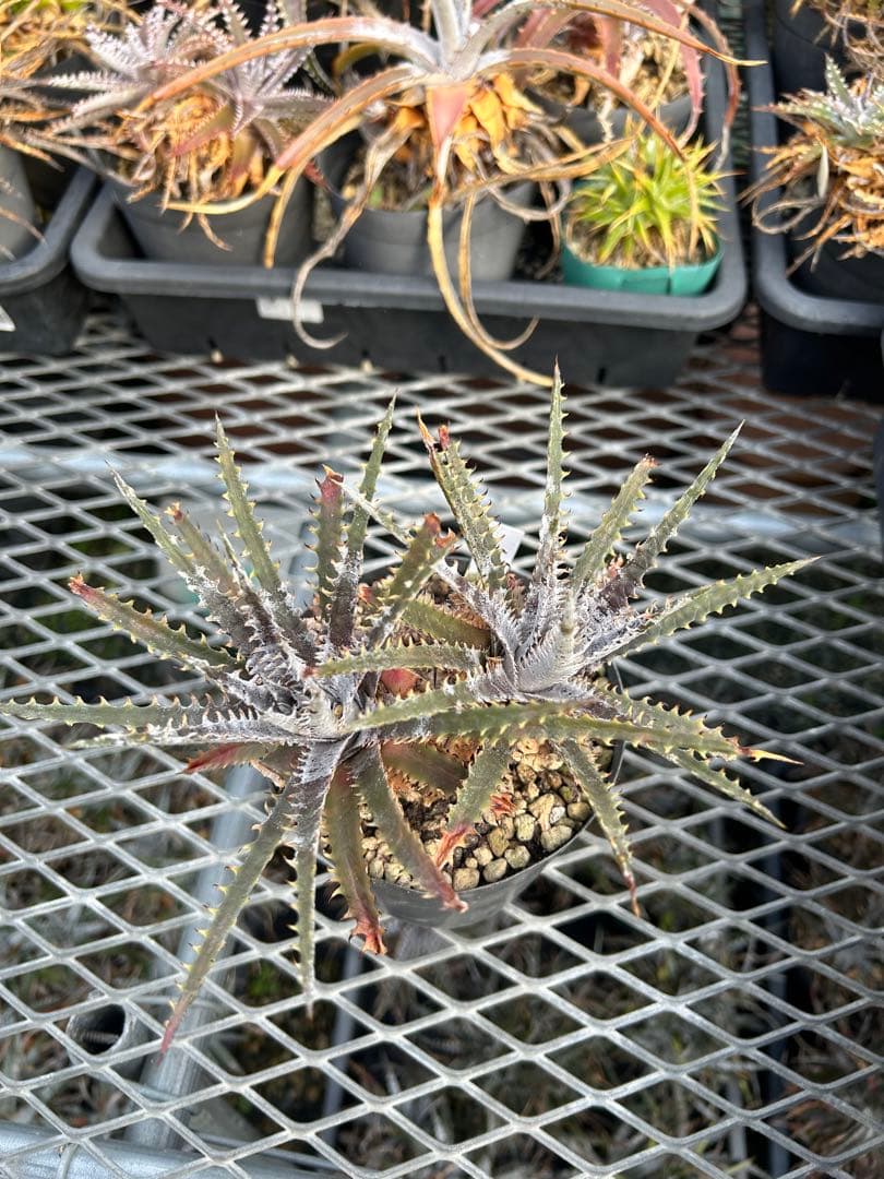 ディッキア Dyckia 'Brittle Star' F3 D043 ⑴