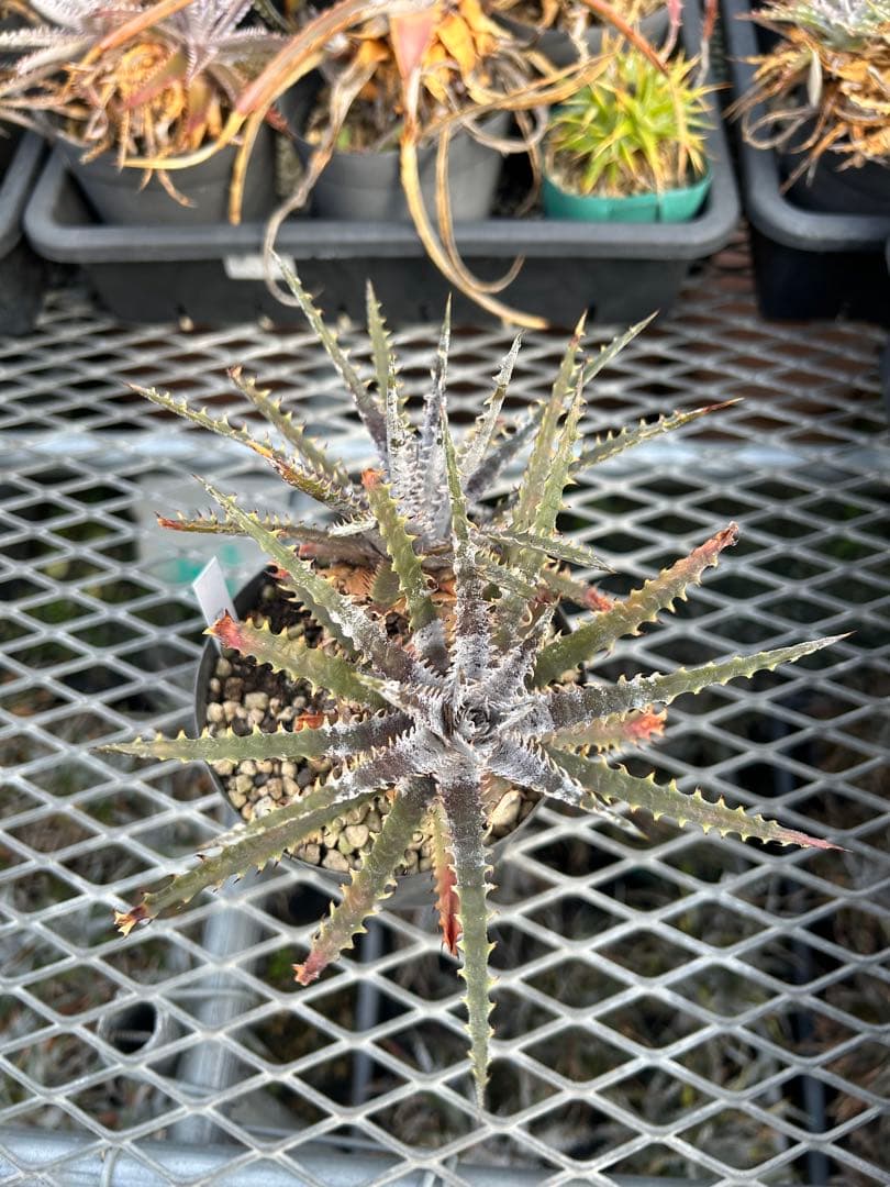 ディッキア Dyckia 'Brittle Star' F3 D043 ⑴
