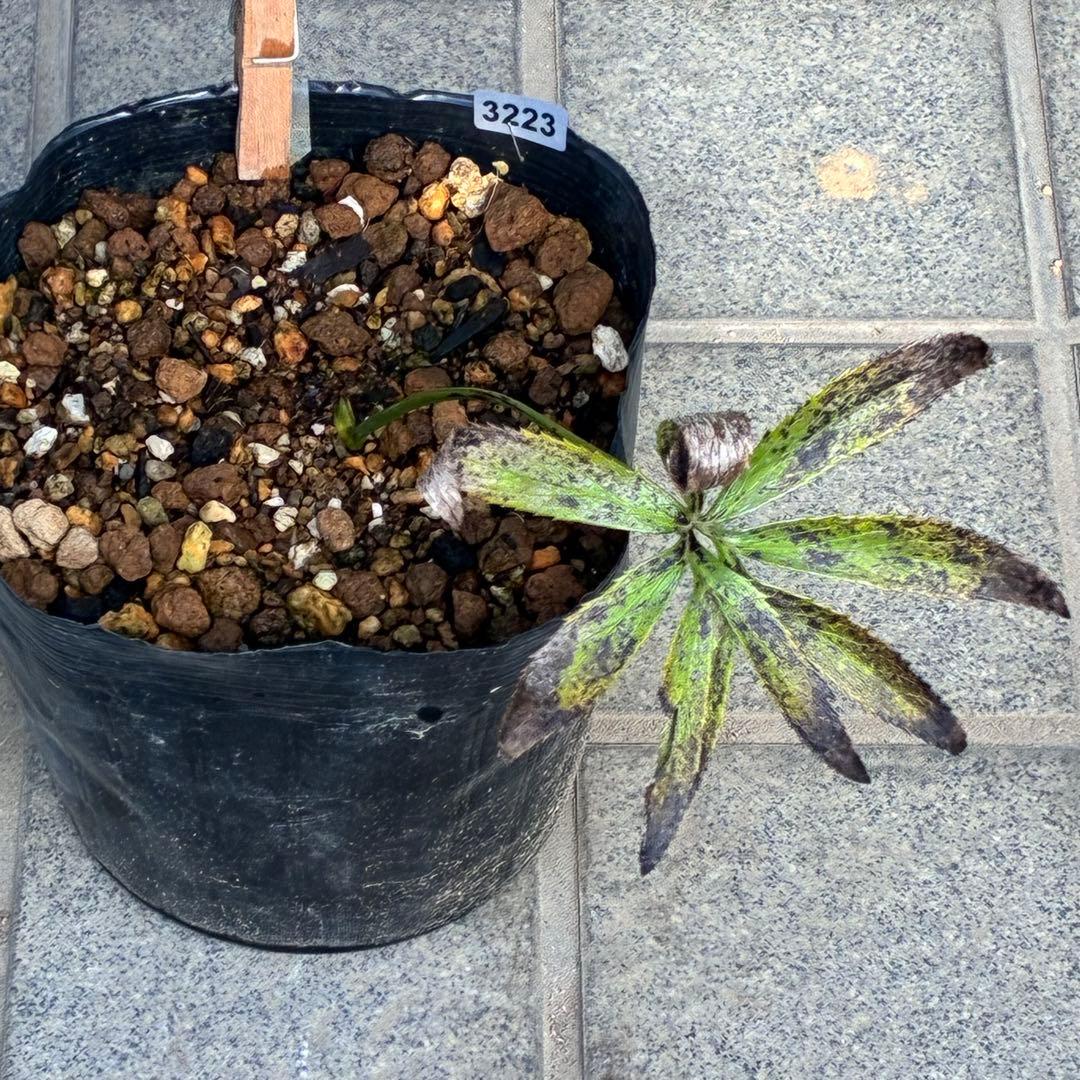 ボ*ト様 ❤️開花株❤️根充実❤️沢山新芽❤️3223⭐️極上⭐️原生地採取実生