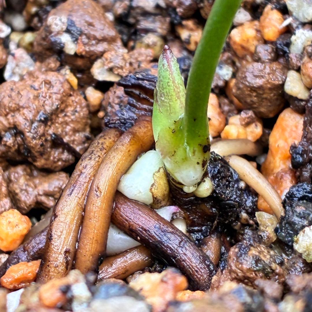 ボ*ト様 ❤️開花株❤️根充実❤️沢山新芽❤️3223⭐️極上⭐️原生地採取実生