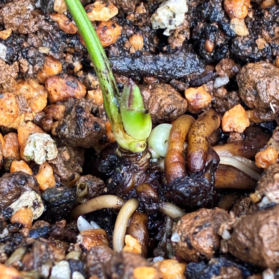 ボ*ト様 ❤️開花株❤️根充実❤️沢山新芽❤️3223⭐️極上⭐️原生地採取実生