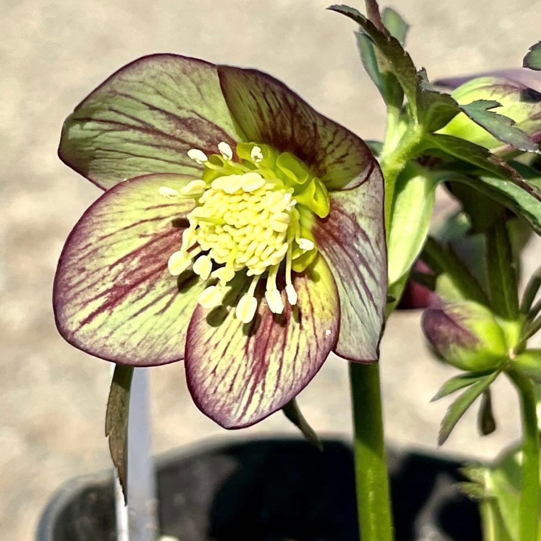 ボ*ト様 ❤️開花株❤️根充実❤️沢山新芽❤️3223⭐️極上⭐️原生地採取実生