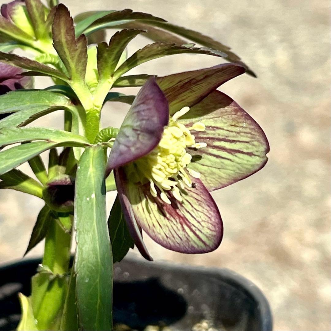 ボ*ト様 ❤️開花株❤️根充実❤️沢山新芽❤️3223⭐️極上⭐️原生地採取実生