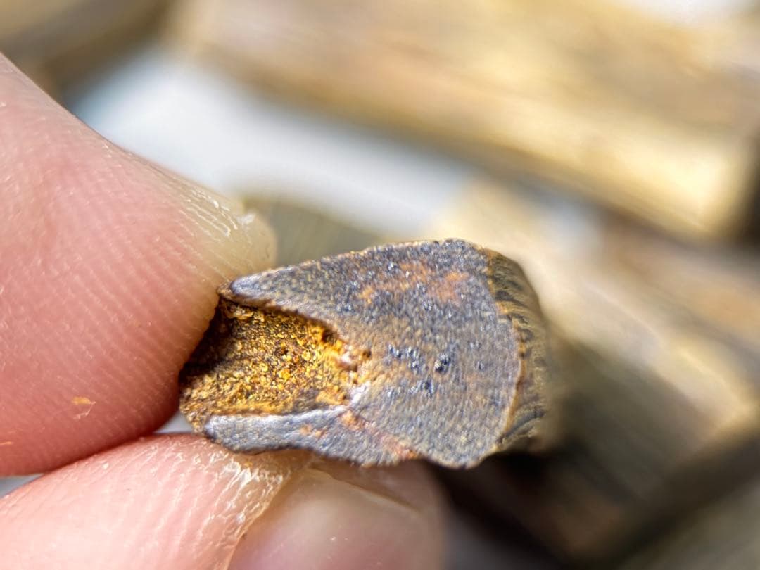 お香 天然沈香 六国五味聞香用 伽羅 香木 1-S-10.311