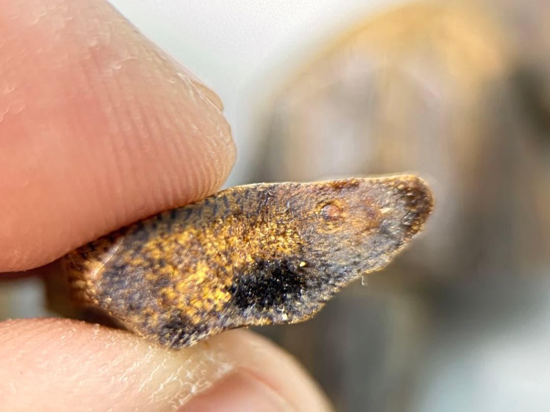 お香 天然沈香 六国五味聞香用 伽羅 香木 1-S-10.311