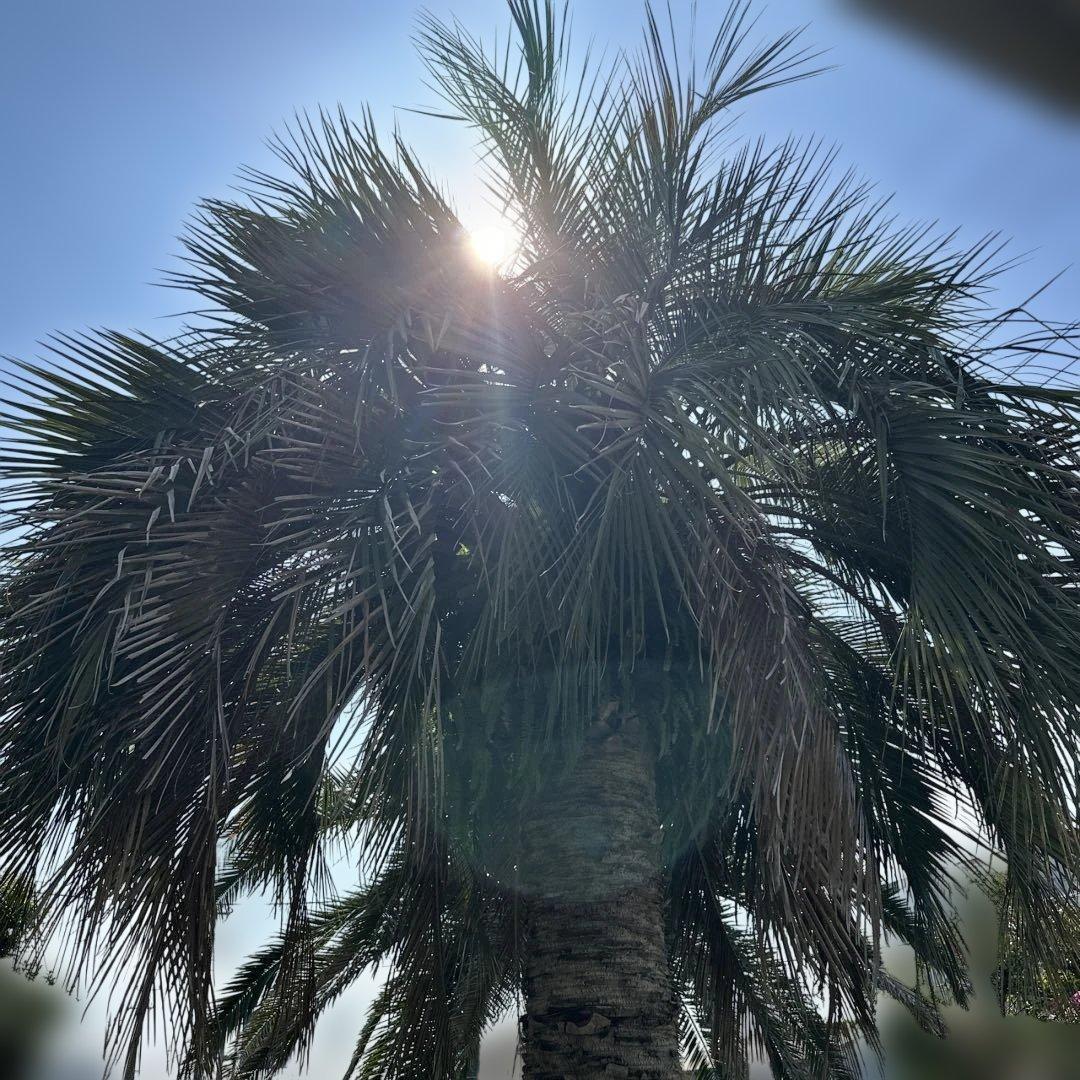 ヤシの木 特大 6m超え ココスヤシ 幹周り約2.7メートル 送料要調整