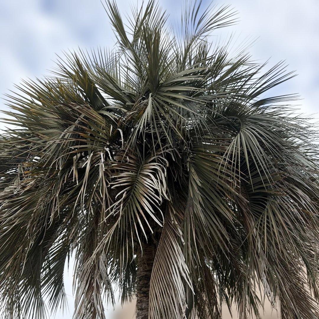 ヤシの木 特大 6m超え ココスヤシ 幹周り約2.7メートル 送料要調整
