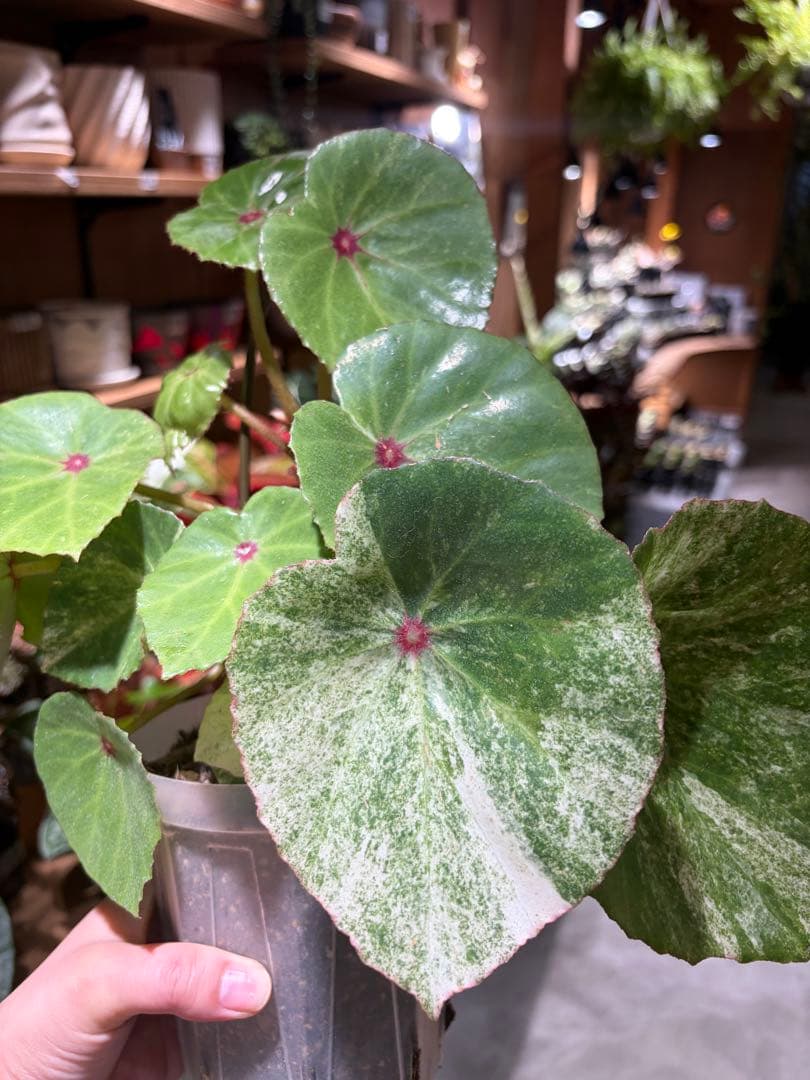 希少！ベゴニア　ルージュバリエガータ