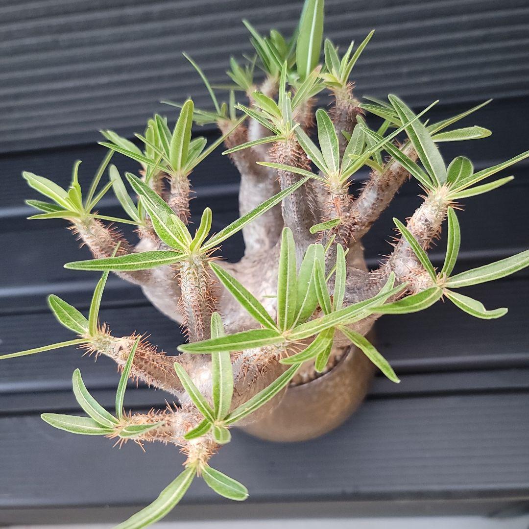 多頭パキポディウムグラキリス 現地球 発根済