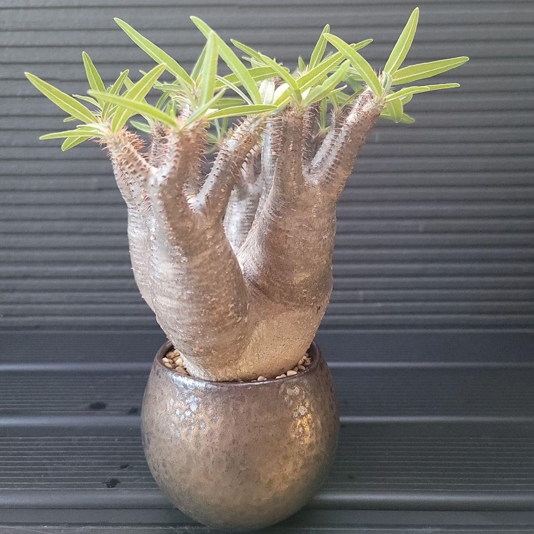 多頭パキポディウムグラキリス 現地球 発根済