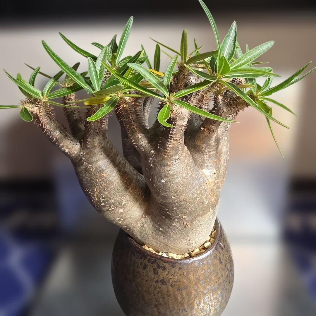 多頭パキポディウムグラキリス 現地球 発根済