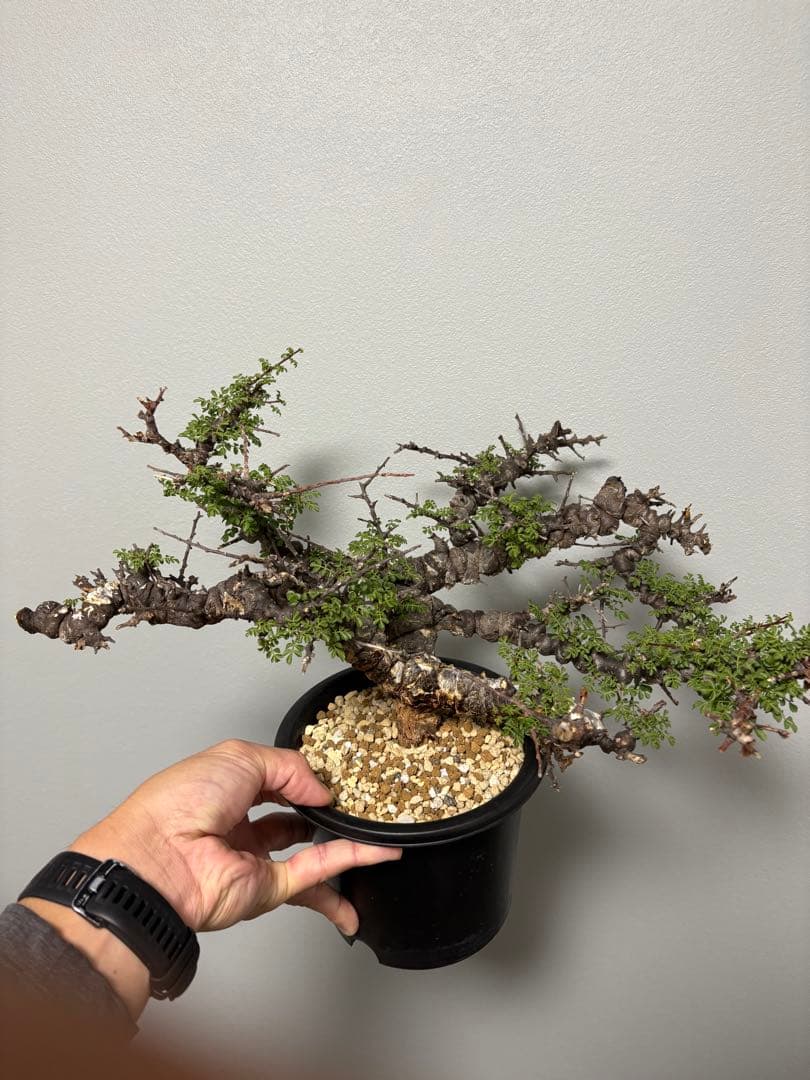 r*a様 コミフォラエイル発根済み