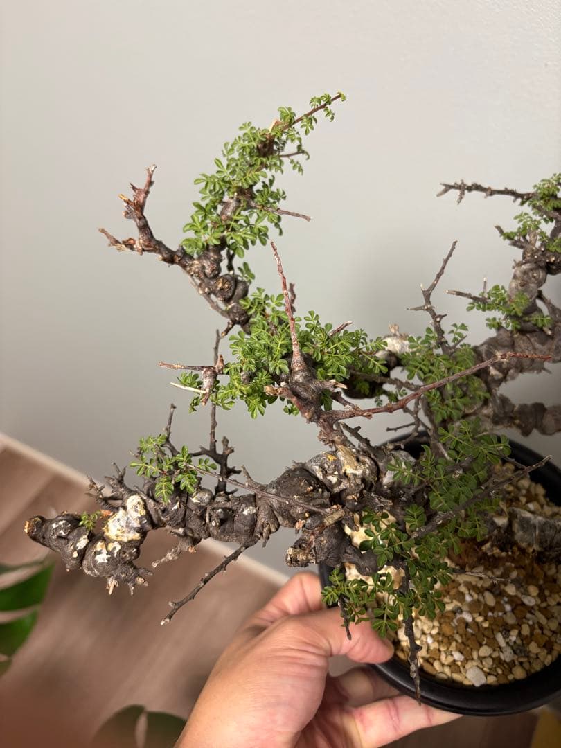 r*a様 コミフォラエイル発根済み