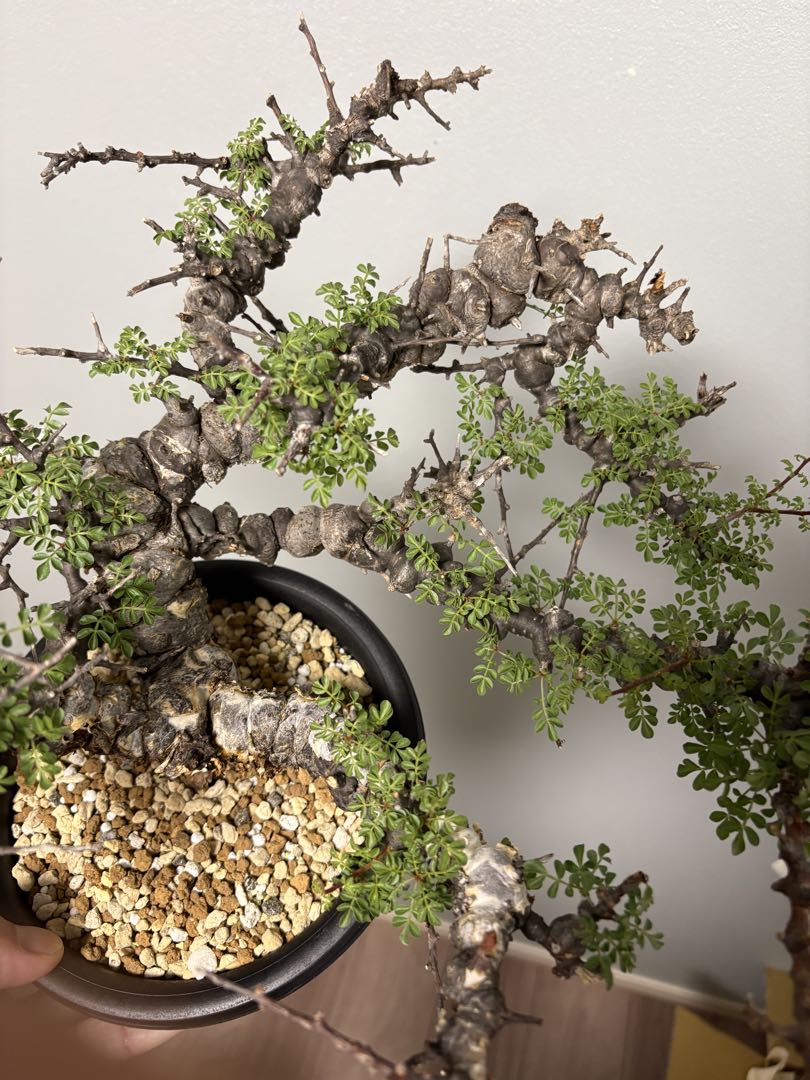 r*a様 コミフォラエイル発根済み