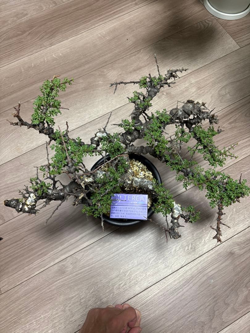 r*a様 コミフォラエイル発根済み