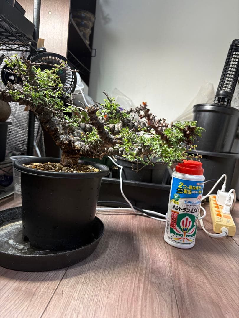 r*a様 コミフォラエイル発根済み