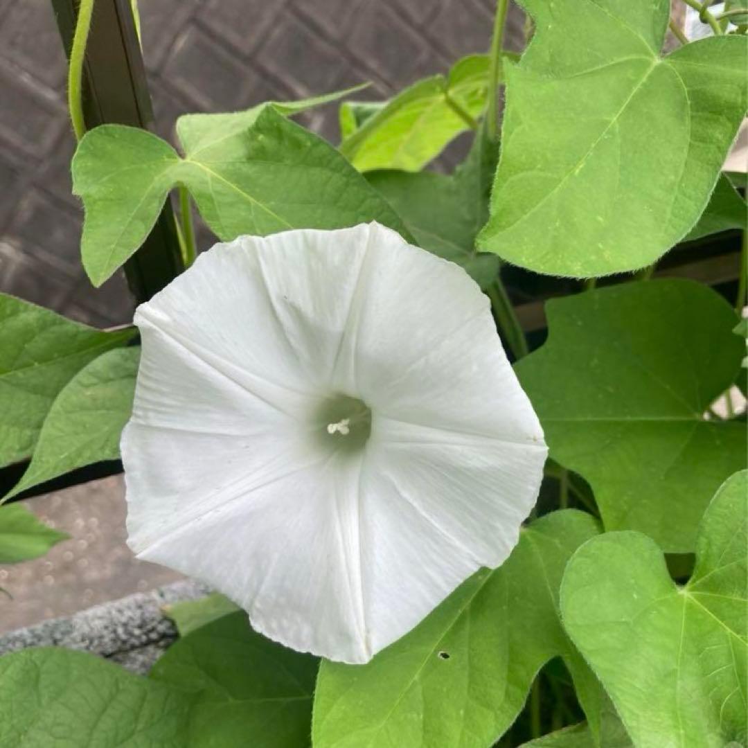 あさがおのたね朝顔の種