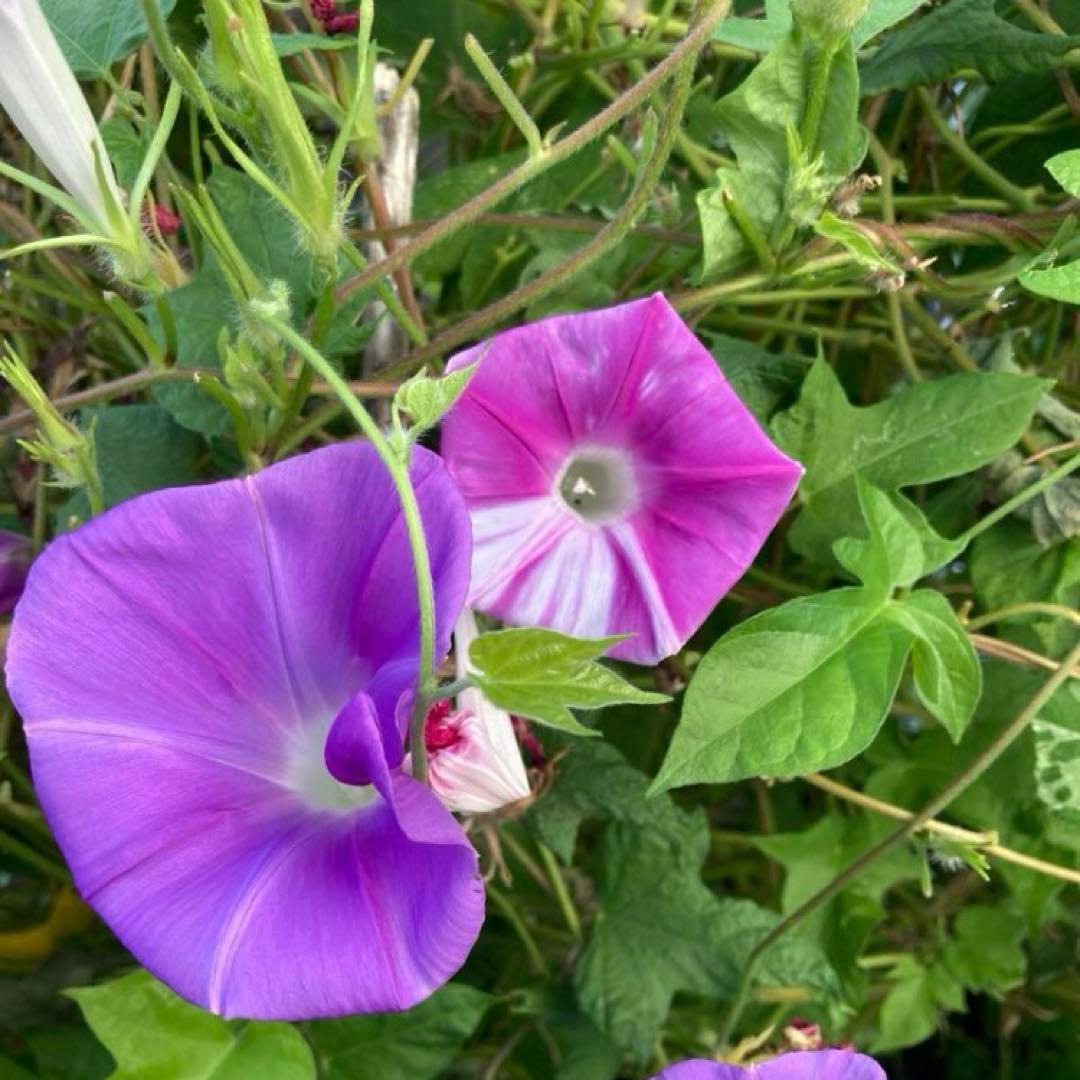 あさがおのたね朝顔の種