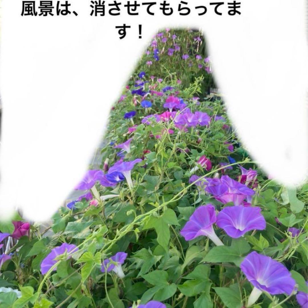 あさがおのたね朝顔の種