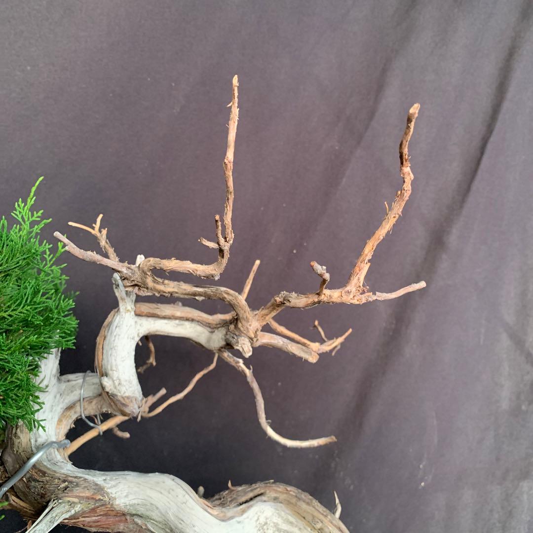 糸魚川真柏　幹芸　模様木　中品盆栽　ジンシャリ　神　舎利