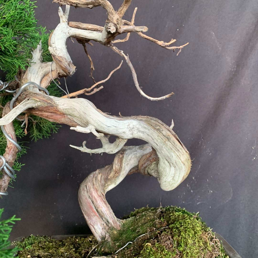 糸魚川真柏　幹芸　模様木　中品盆栽　ジンシャリ　神　舎利