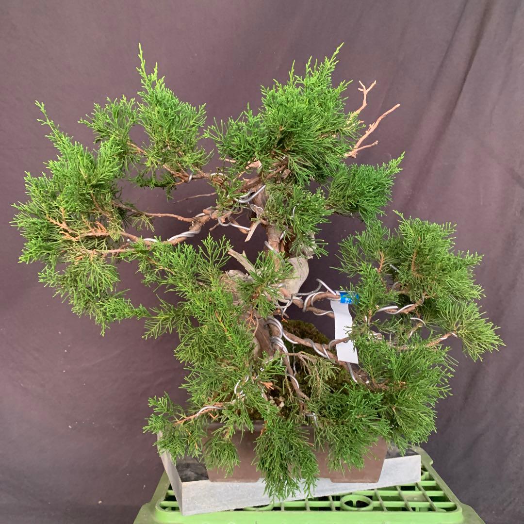 糸魚川真柏　幹芸　模様木　中品盆栽　ジンシャリ　神　舎利