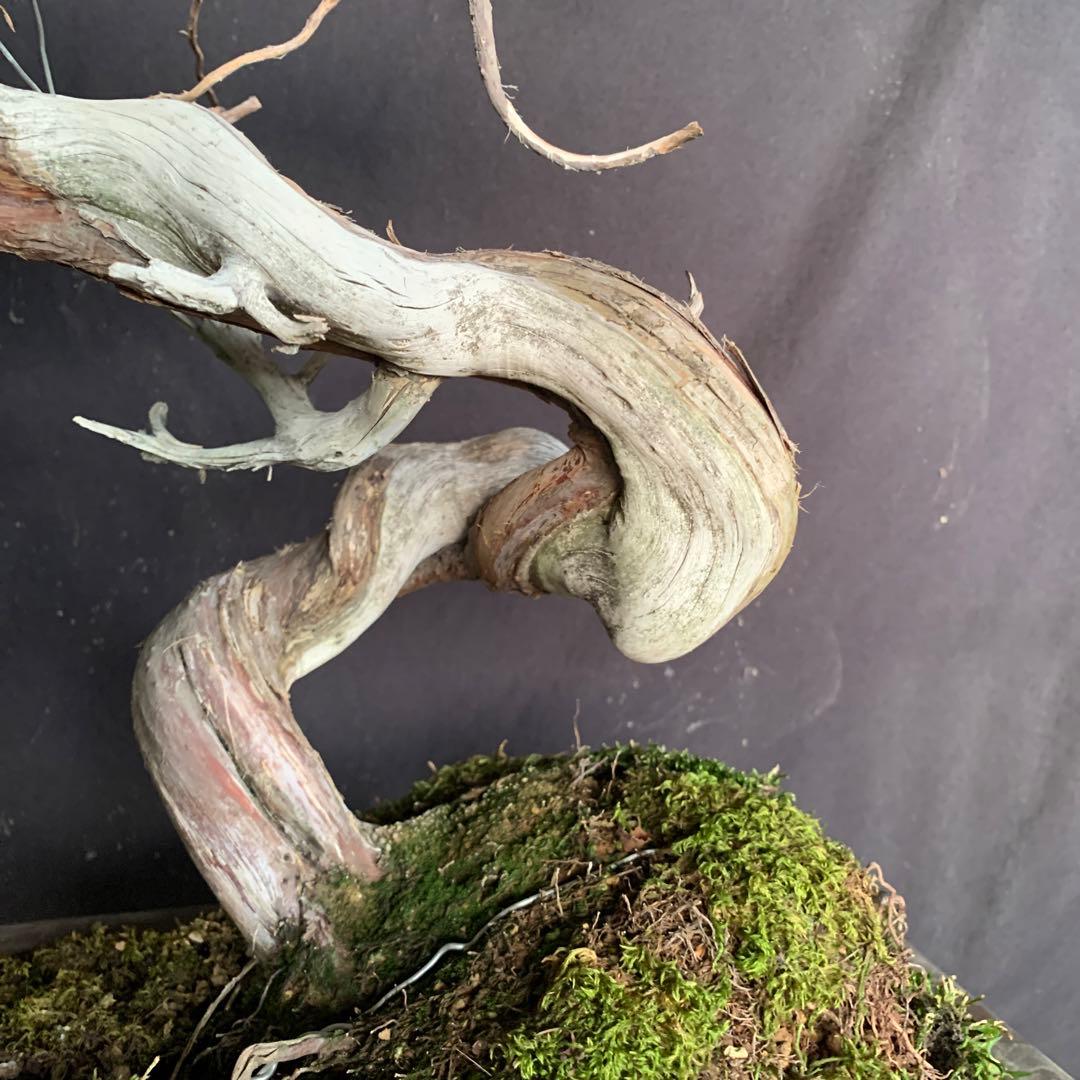 糸魚川真柏　幹芸　模様木　中品盆栽　ジンシャリ　神　舎利