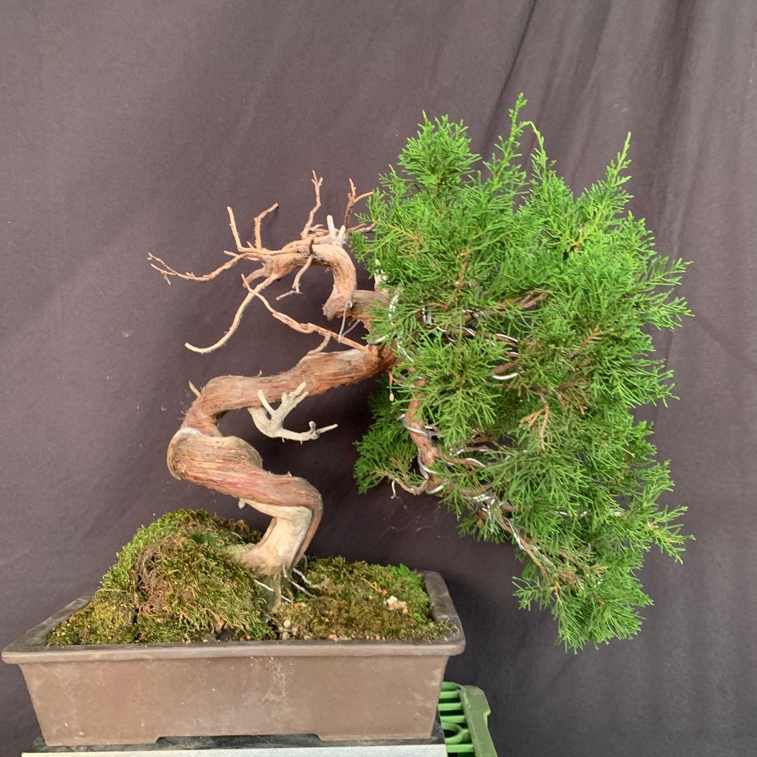 糸魚川真柏　幹芸　模様木　中品盆栽　ジンシャリ　神　舎利