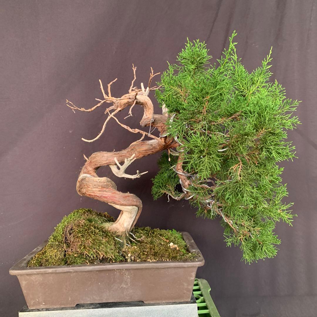 糸魚川真柏　幹芸　模様木　中品盆栽　ジンシャリ　神　舎利