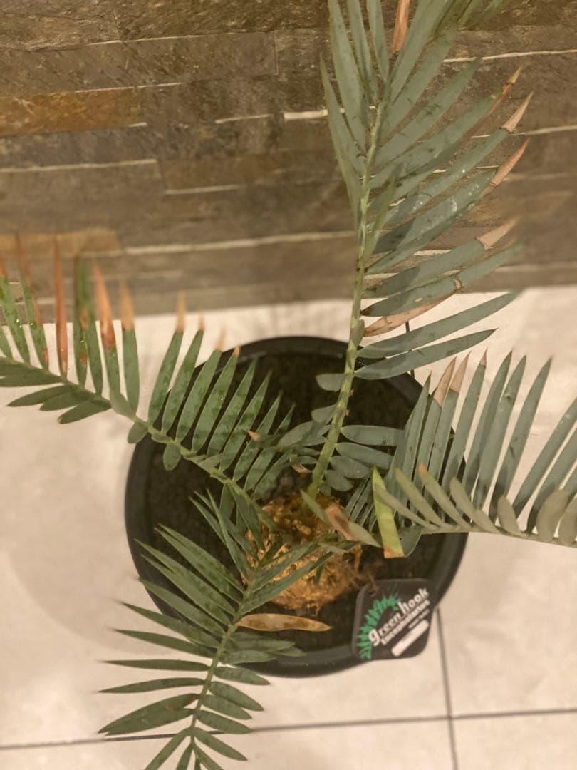 エンセファラルトス　プリンセプス