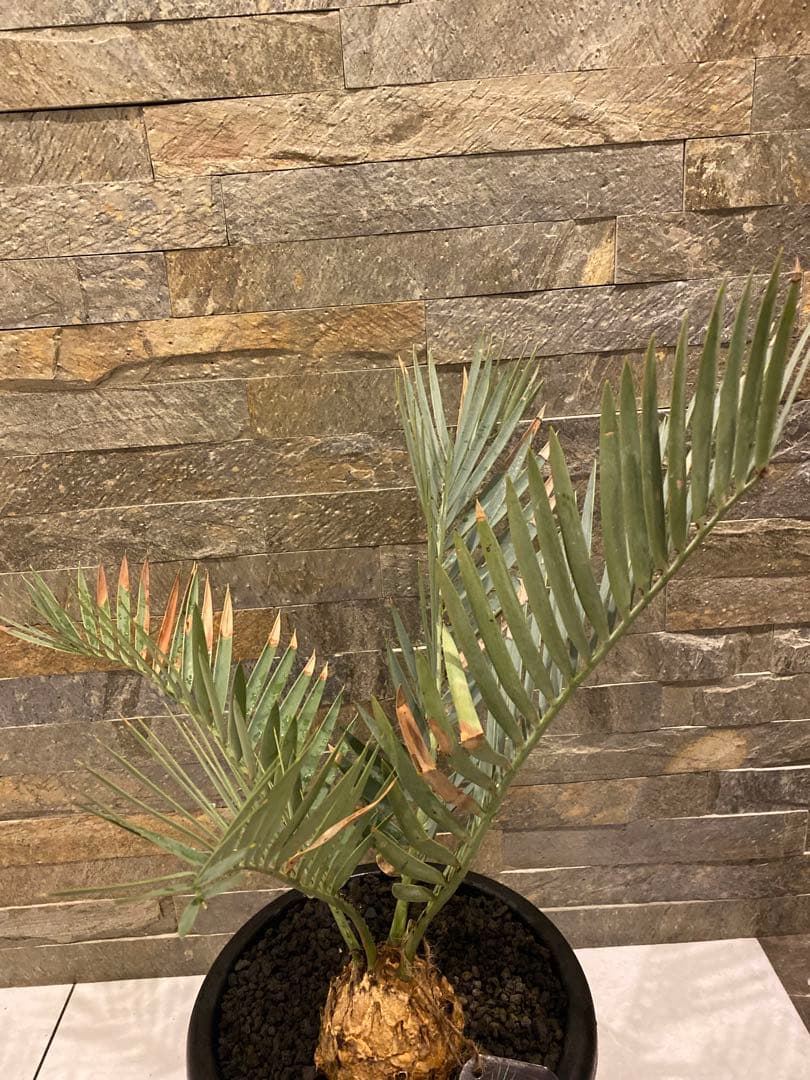 エンセファラルトス　プリンセプス