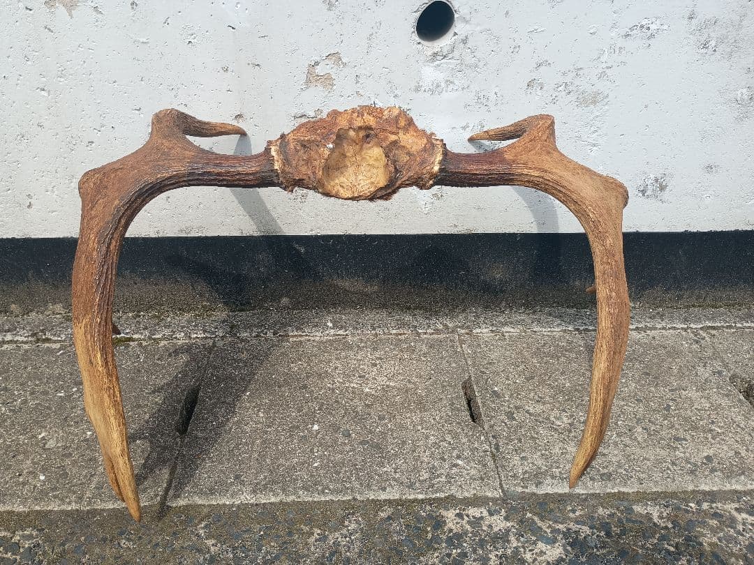 ムース ヘラジカ ヘラ鹿 角 ハンティングトロフィー オブジェ