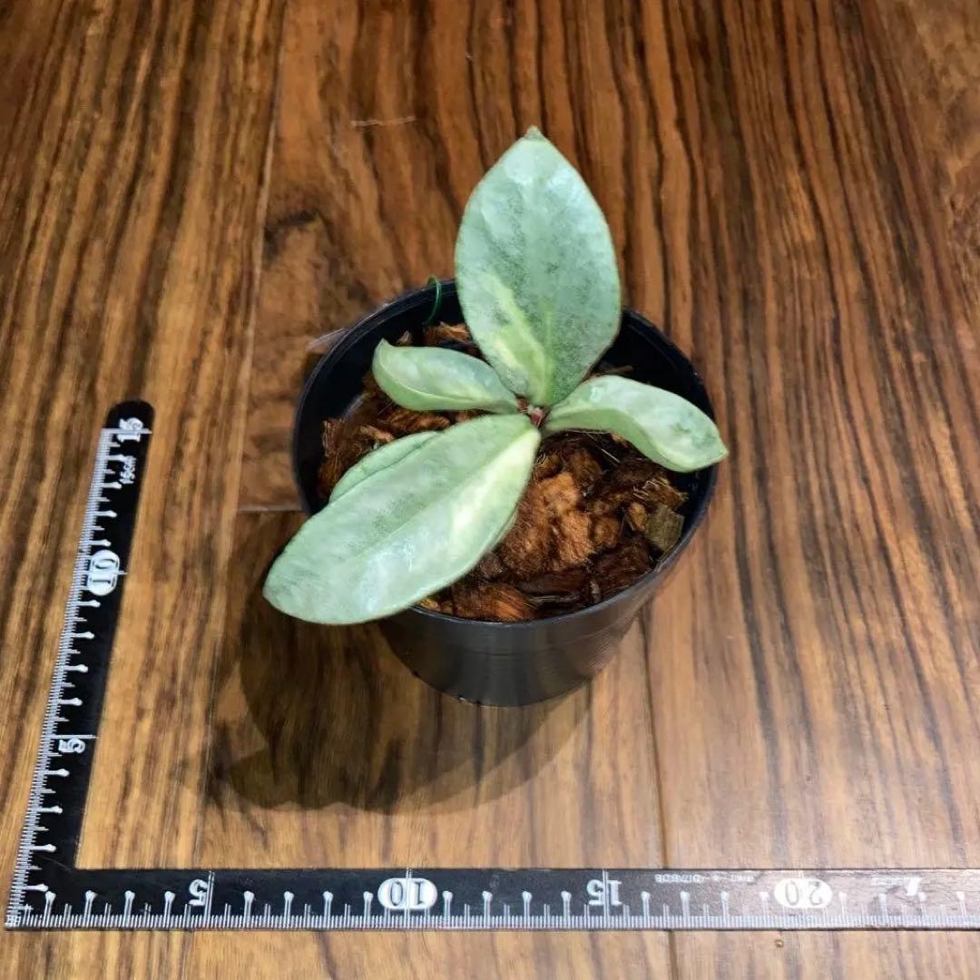 ホヤ アルゲンティア プリンセス - メルカリ