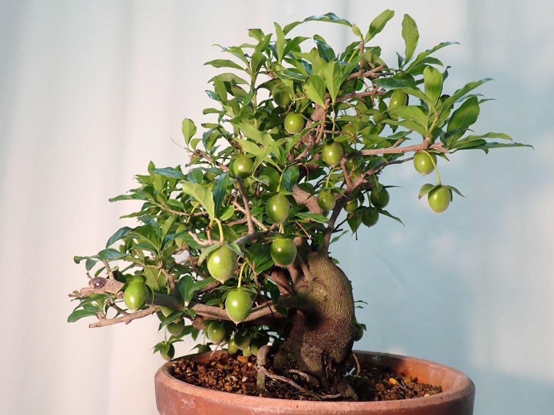 老爺柿　常盤柿