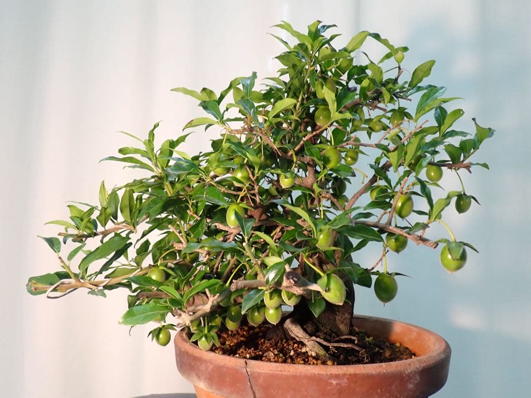 老爺柿　常盤柿